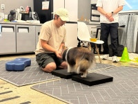 한국반려견교육센터