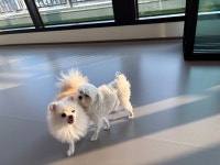 옐레드 애견유치원&애견호텔 대전노은점