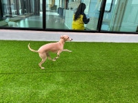 옐레드 애견유치원&애견호텔 대전노은점