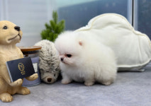 앙쥬펫 강아지분양 은평구점