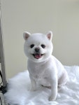 데이즈몽 애견미용샵
