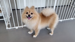 옐레드 애견유치원&애견호텔 대전노은점