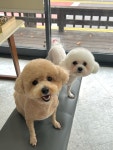 데이즈몽 애견미용샵