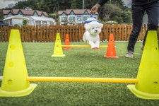 신나개애견펜션