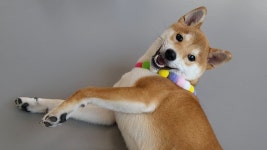 옐레드 애견유치원&애견호텔 대전노은점