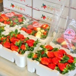 이성돈딸기농장