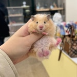 달빛햄스터리 수원점