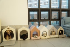 도그베이 미사점