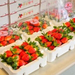 이성돈딸기농장