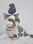 투냥