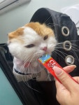 고양이미용실