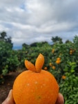 일송회수산