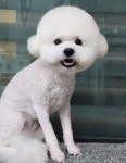 털빨샵