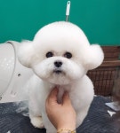 털빨샵