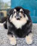 털빨샵