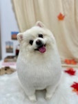 러블리댕
