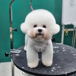 털빨샵