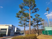 수목조경