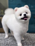 털빨샵