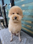 털빨샵