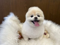 미니마니몽