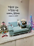 도그마캣 경산사동점