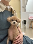 러블리댕