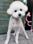털빨샵