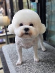 털빨샵