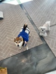 댕댕하우스