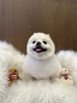 미니마니몽