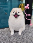 털빨샵
