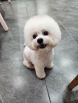 복이네도그살롱