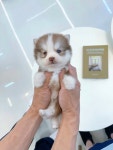 부산강아지분양 알프펫