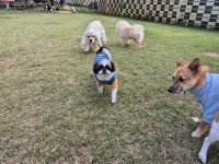 라드독 애견유치원 애견호텔