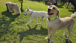 라드독 애견유치원 애견호텔