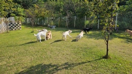 라드독 애견유치원 애견호텔