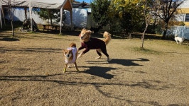 라드독 애견유치원 애견호텔