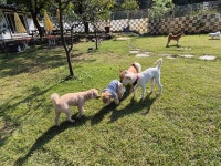 라드독 애견유치원 애견호텔