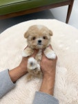 부산강아지분양 알프펫