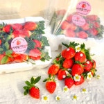 이성돈딸기농장