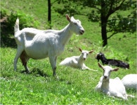 유산양 해맑은목장