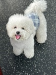 애견유치원 애견호텔 애견미용 개린이세상