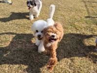 라드독 애견유치원 애견호텔