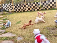 라드독 애견유치원 애견호텔