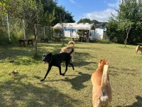 라드독 애견유치원 애견호텔