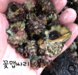 보라수산