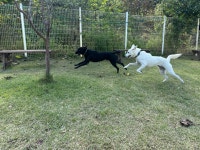 라드독 애견유치원 애견호텔