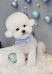 애견미용 Salon 티엔독