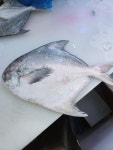 회바라기